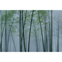 Fotomural Paredes de Patel 3 In The Bamboo 2 azul, verde, gris