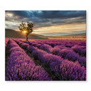 Dækplade til komfur Lavendelblomst i Provence