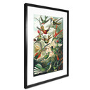 Plakat Haeckel - Kolibry