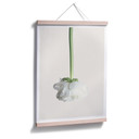 Plakat Ranunculus 02