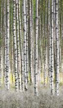 Birkeskov tapet Fototapet hvid, grøn,Blomster 2,70 x 1,59 m