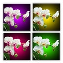 Tableau Forex - Beauté florale d'une orchidée - Format carré