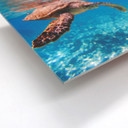 Tableau Forex - Tortue en voyage