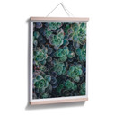 Plakat sukulenty