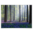 Plakat Popan - Bellflowers