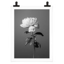 Plakat 1X Studio - Piwonia czarno-biały