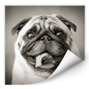 Zelfklevende Poster - Mops