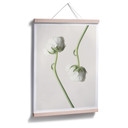 Plakat Ranunculus 04