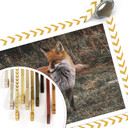 Affiche - Renard 02