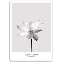 Canvasbillede, Hvid lotusblomst