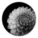 Tableau sur alu-Dibond Grønkjær - Dahlia - Rond