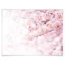 Plakat Delikatne kwiaty wiśni