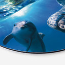Billede Dolphins Underwater - rund – print på aluminium (Alu-Dibond)