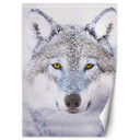 Fototapete, Porträt Wolfes im Winter