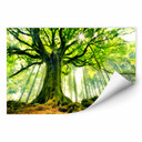 Zelfklevende Poster Kiciak - Fairytale Forest