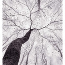 Fototapeta - Pavlasek - Widok na korony drzew
