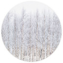 Fototapeta Forest Trees | Birch Forest in Winter - EMELIEmaria - Okrągła - samoprzylepna/nie tkana