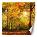 Fototapete, Herbstwald im Sonnenschein