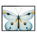Plakat Kvilis - Butterfly 03