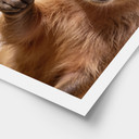 Plakat Happy Capybara z kciukami w górę