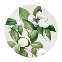 Plakatowa ilustracja botaniczna przedstawiająca udawaną kamelię - Walcott - Round