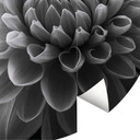 Fototapeta Grønkjær - Dahlia - okrągła - tapeta flizelinowa/tapeta flizelinowa samoprzylepna