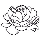 Muursticker Peony Blossom 02