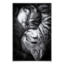 Poster - Jancova - Sweet Kitten