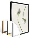 Plakat Ranunculus 04