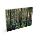 Plakat drewniany las eukaliptusowy w Yarra Ranges - Colombo