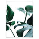 Plakat Urban Jungle 03 - Monstera Deliciosa