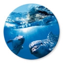 Plateau de table en verre rond - Dauphins sous l'eau