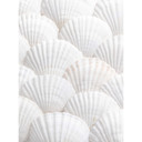 1X Studio - Fototapeta Shell ensemble
