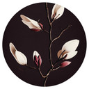 Naklejka na ścianę z kwiatami - Szlachetne okrągłe kwiaty magnolii - Treechild