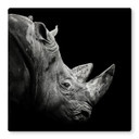Tableau en verre Meermann - Le rhinocéros - Carré