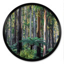 Plakat Eucalyptus Forest in the Yarra Ranges - Colombo - Round