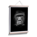 Plakat z gorylem
