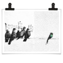 Plakat Banksy - Protestujące ptaki