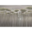 Natuur Fotobehang lotusbloemen met zwaan in het water in grijs - Ms Tiff