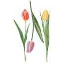 Wandtattoo Tulpen Trio Watercolor