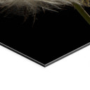 Wandbild Pusteblume - Alu-Dibond