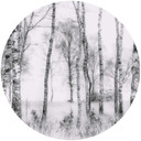Fototapeta Talen - Czarno-biały las brzozowy - Okrągły - tapeta flizelinowa/tapeta flizelinowa samop