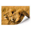 Poster autocollant - W - NG Couple de Lions