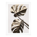 Plakat 1X Studio - Golden Monstera