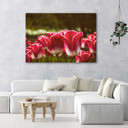 Canvasbillede, Blomstrende tulipaner