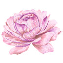 Sticker mural pivoine rose