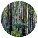 Naklejka na ścianę z lasem eukaliptusowym w Yarra Ranges - Colombo - Round