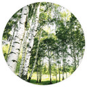 Słoneczny las - Fototapeta okrągła - tapeta flizelinowa/tapeta flizelinowa samoprzylepna
