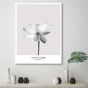 Canvasbillede, Hvid lotusblomst