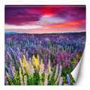 Fototapete, Lavendel Blumen auf einer Wiese